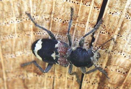 Clerus mutillarius